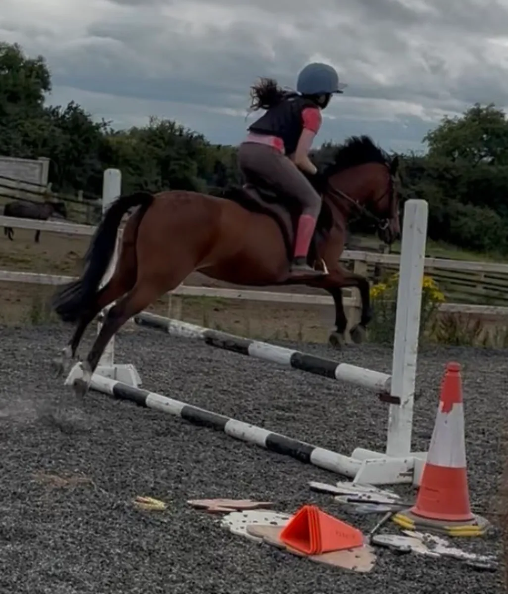 Allrounder 12.2h 10 yo Welsh Section B - Image 3