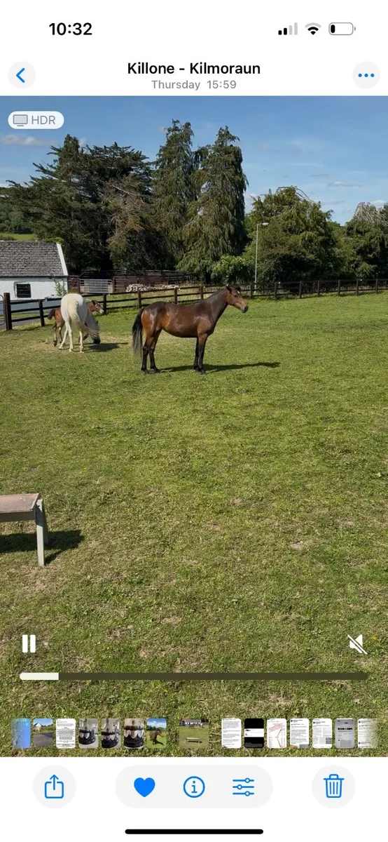 Connemara pony - Image 1