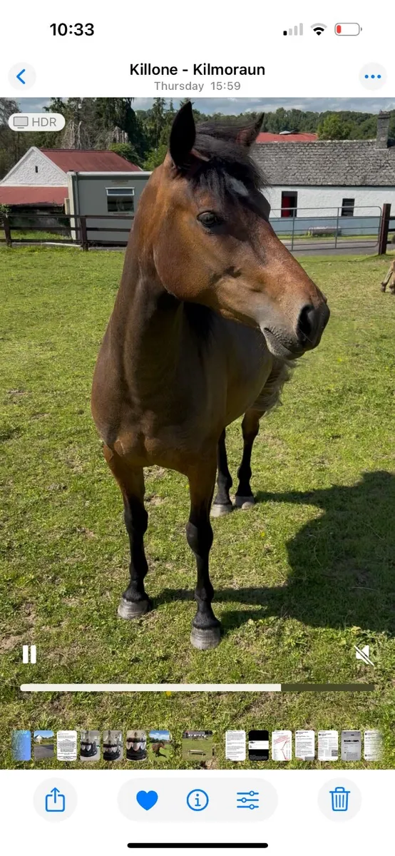 Connemara pony - Image 2