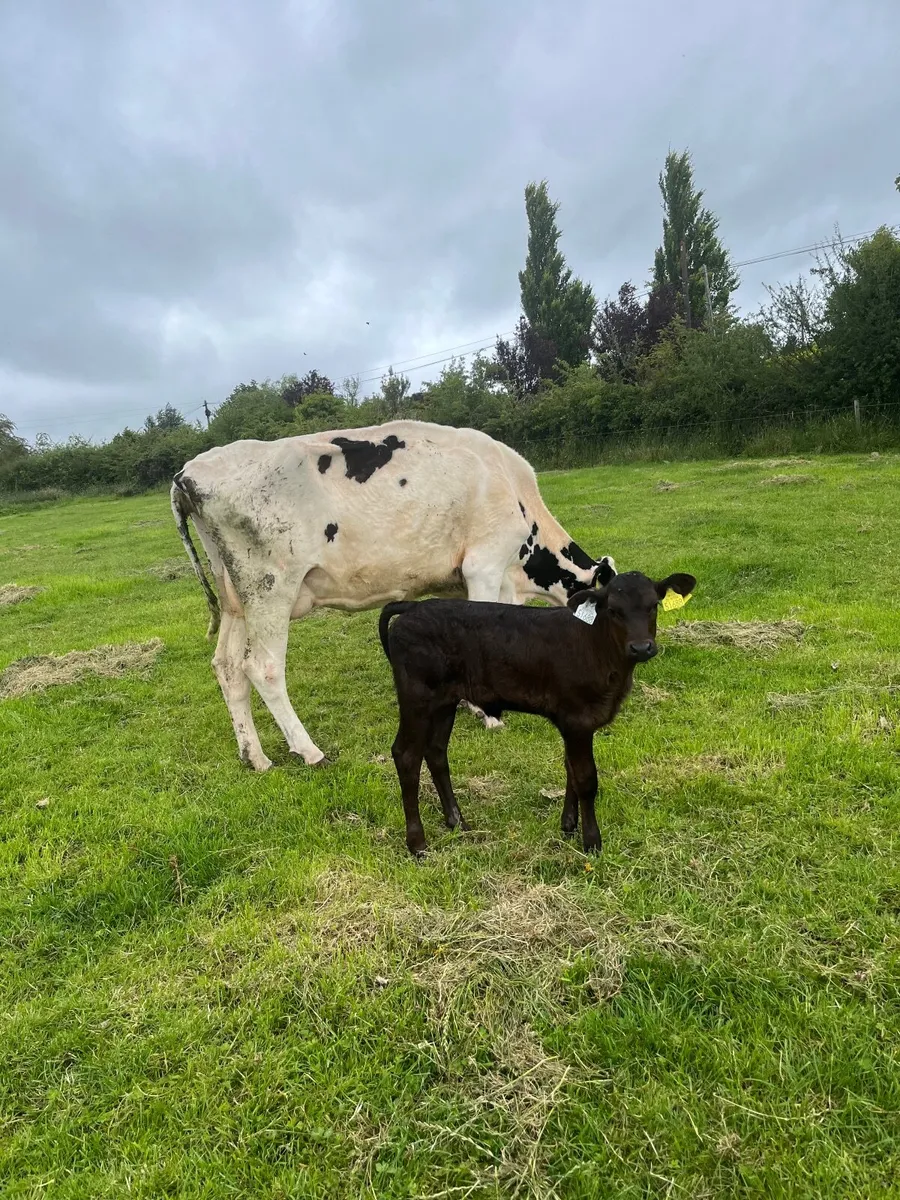 Cow and calf - Image 1