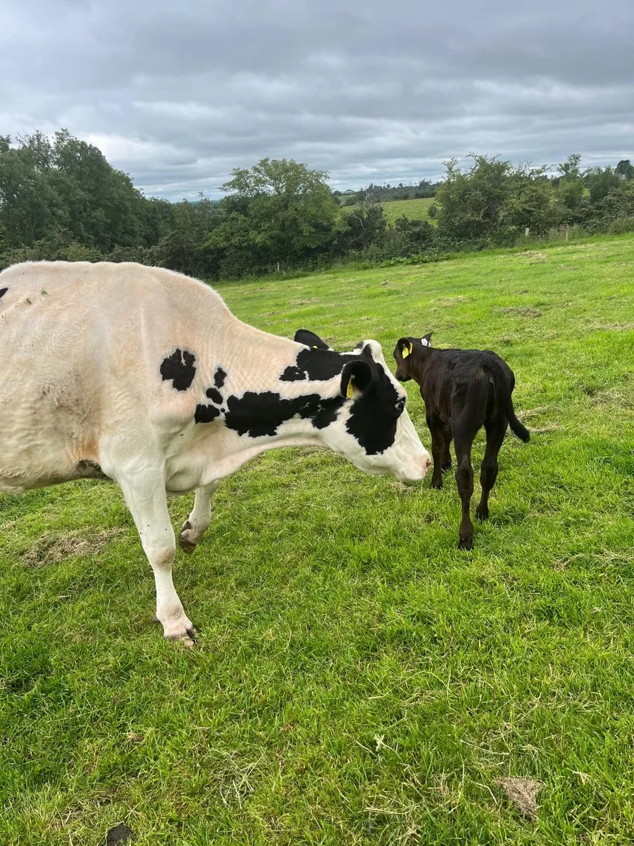 Cow and calf - Image 2