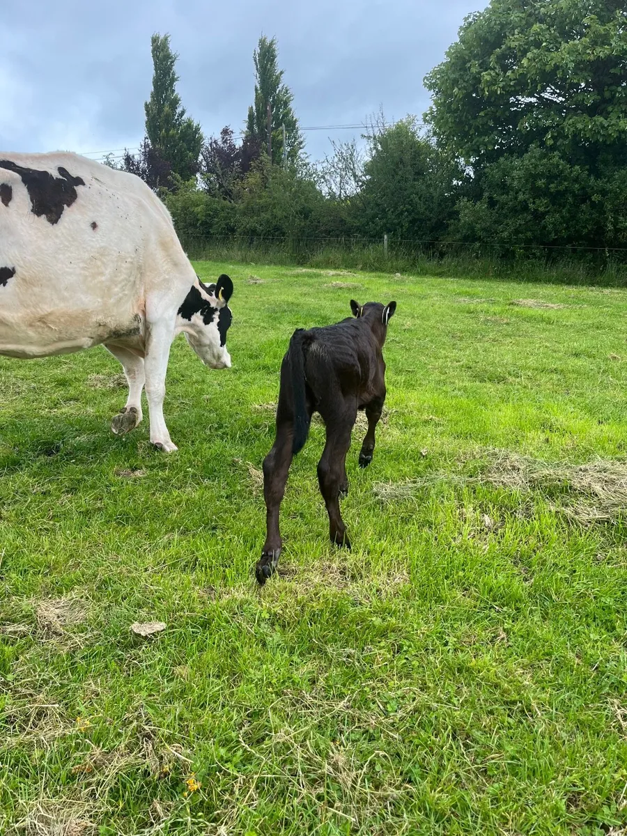 Cow and calf - Image 3