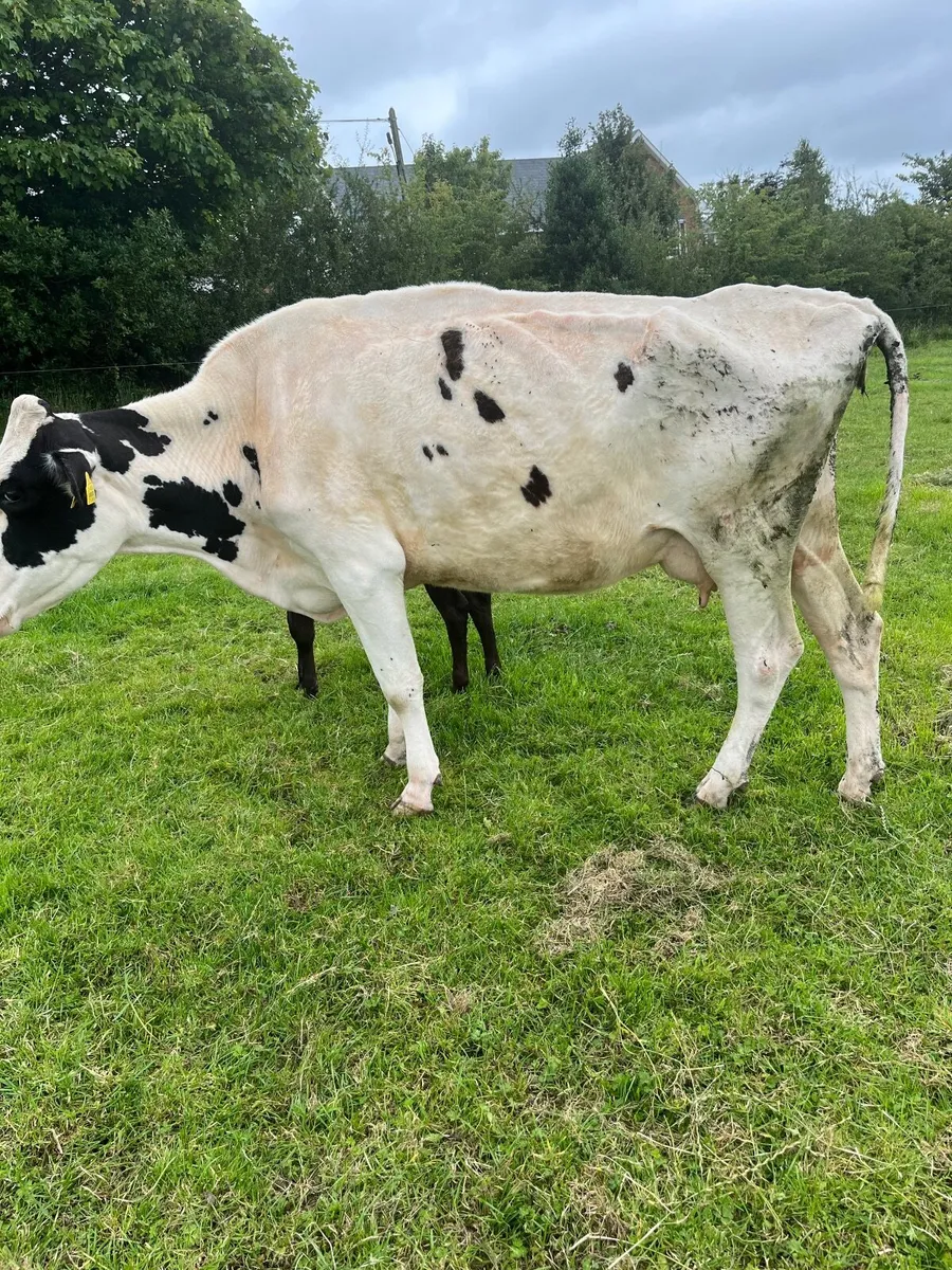 Cow and calf - Image 4