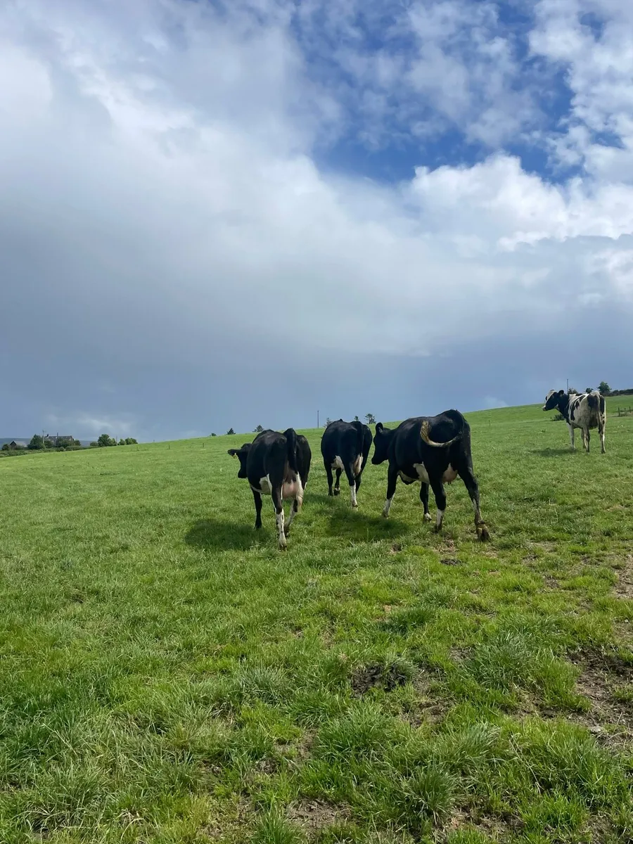 In calf heifers - Image 1