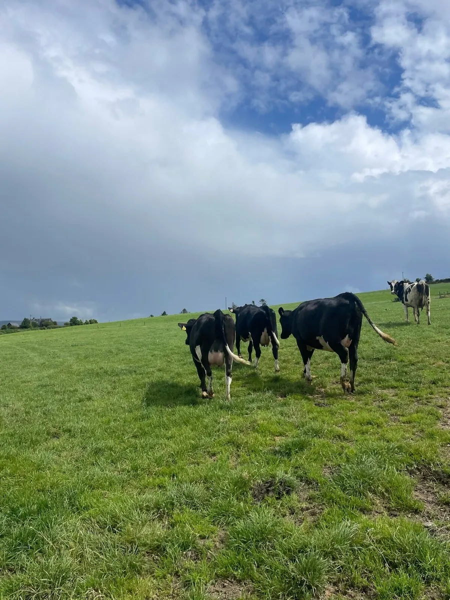 In calf heifers - Image 2
