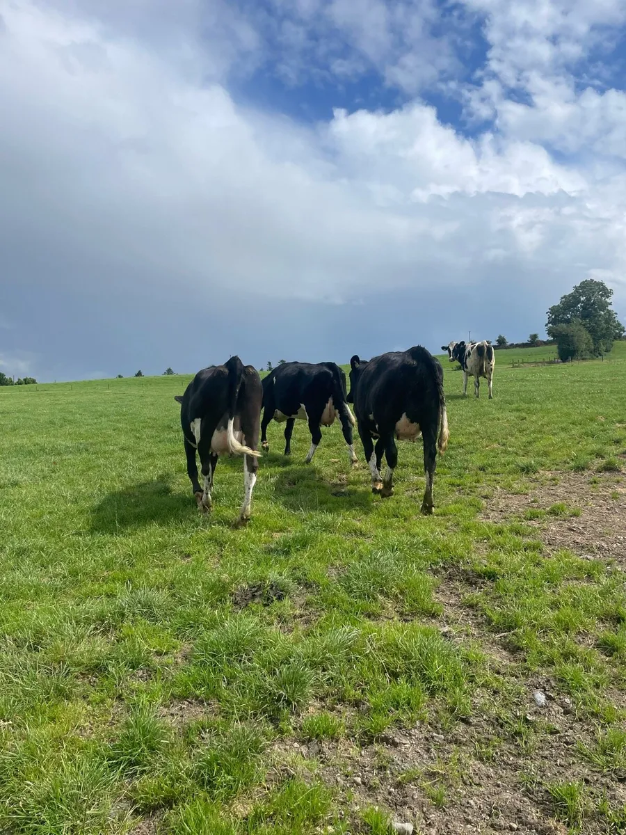 In calf heifers - Image 3