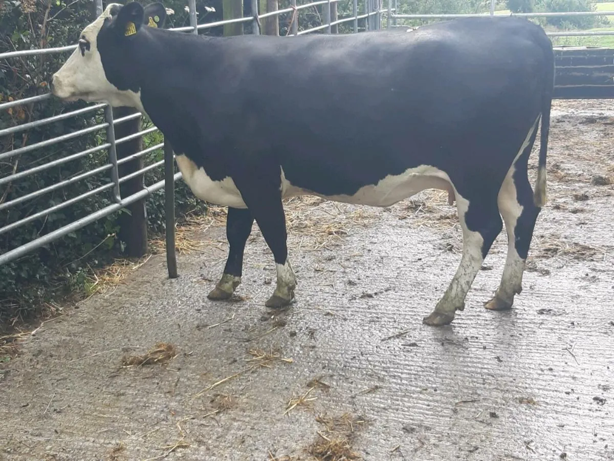 SUPER HE HEIFER 2TH CALVED 5 ⭐⭐⭐⭐⭐ - Image 4