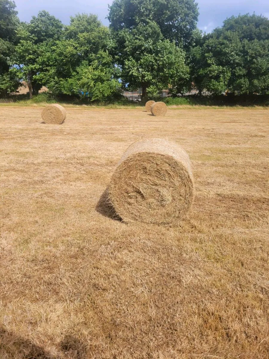 Hay - Image 3