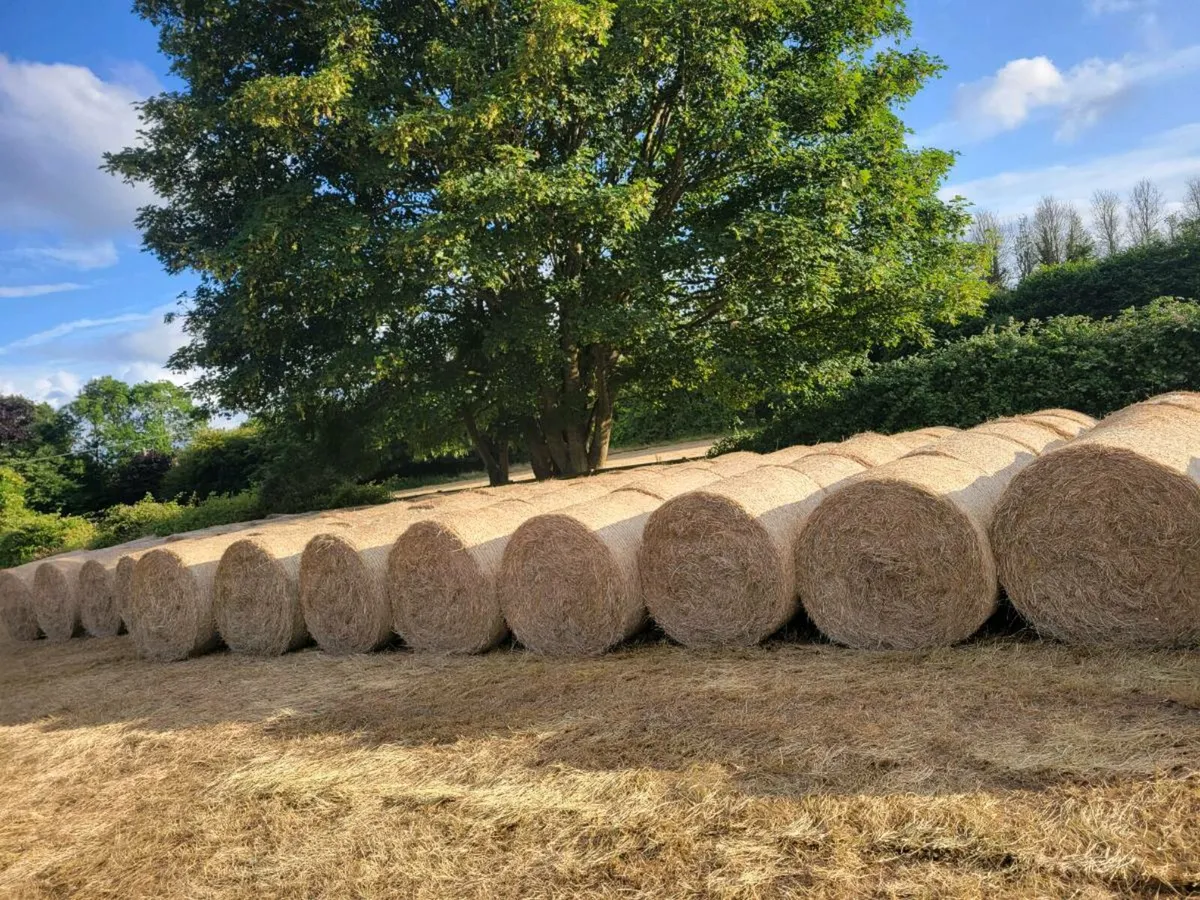 Hay - Image 4