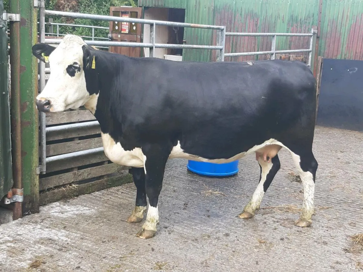 SUPER HE HEIFER 2TH CALVED 5 ⭐⭐⭐⭐⭐ - Image 1