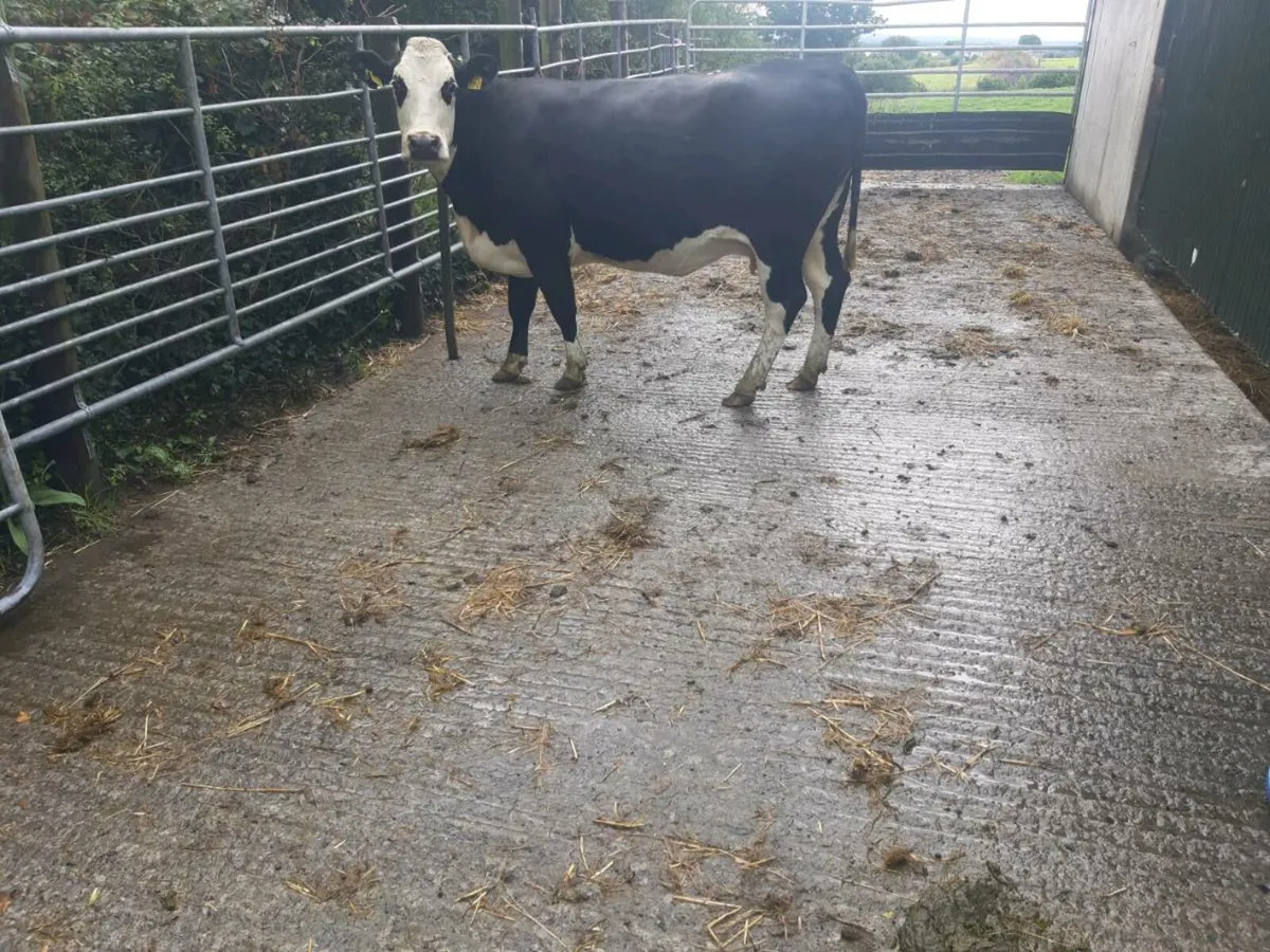 SUPER HE HEIFER 2TH CALVED 5 ⭐⭐⭐⭐⭐ - Image 2