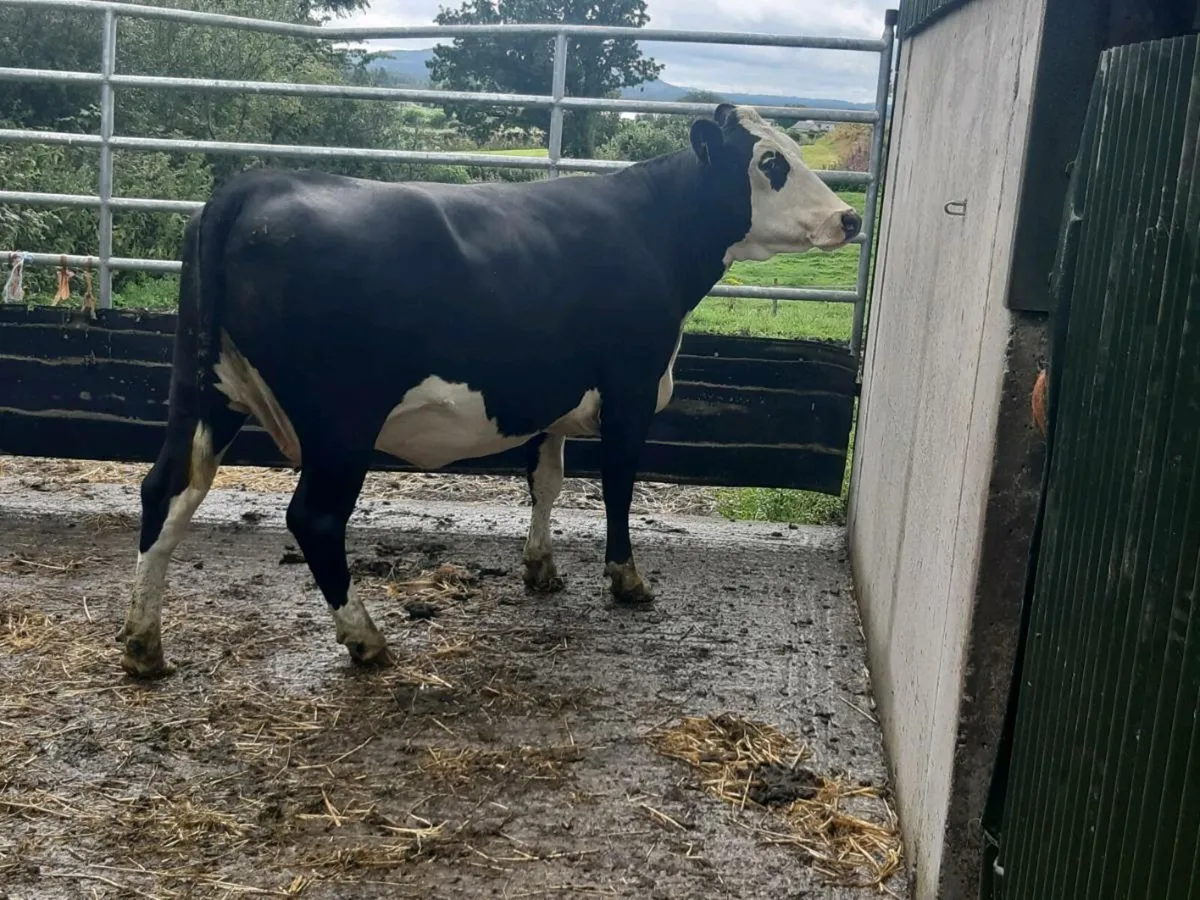 SUPER HE HEIFER 2TH CALVED 5 ⭐⭐⭐⭐⭐ - Image 3
