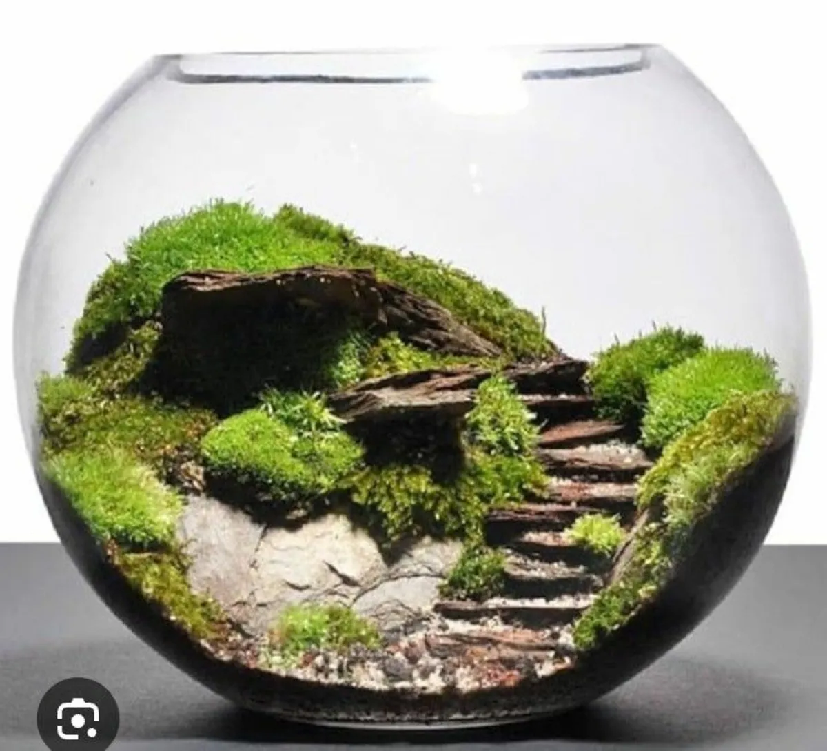 Universal Large bowl fish tank with accessories - Image 1