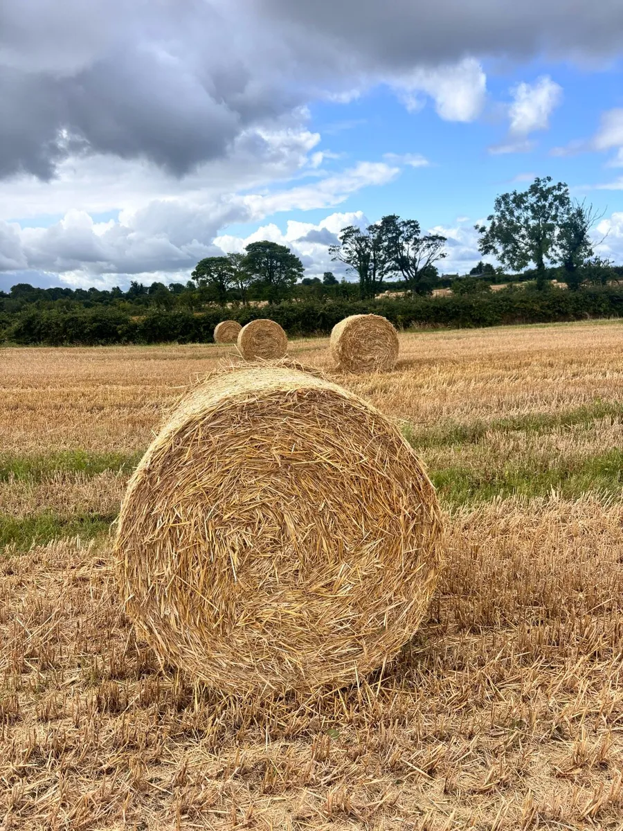 Barley straw