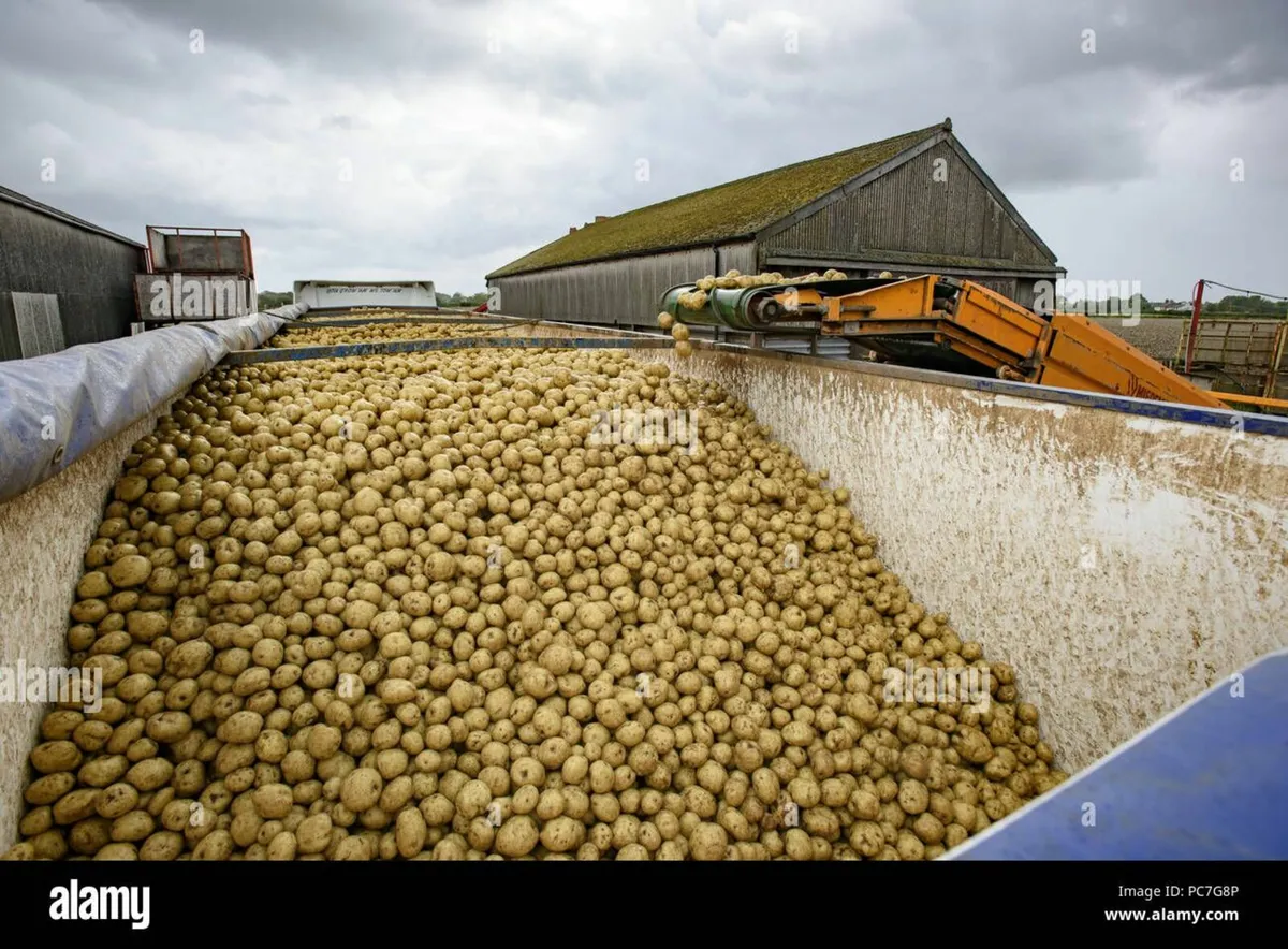 POTATOES