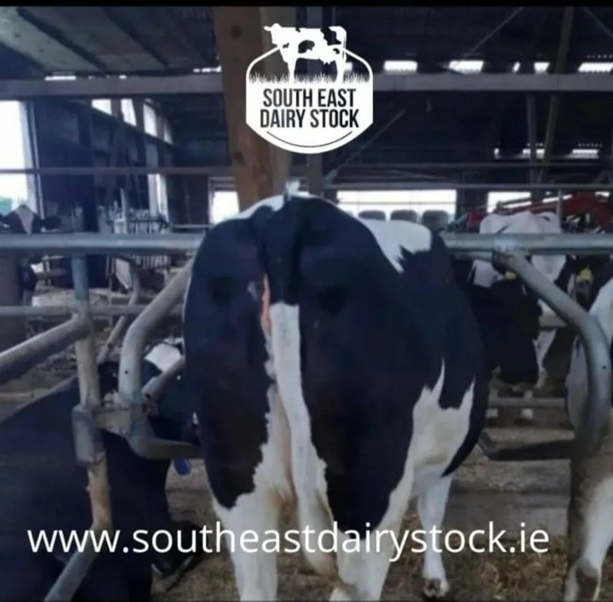 Freshly Calved & Incalf Cows - Image 1