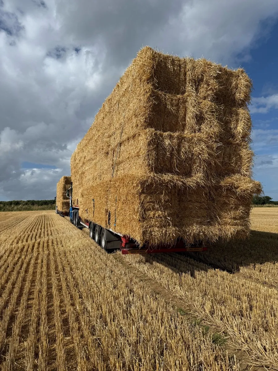 Barley straw 8x4x3 - Image 4