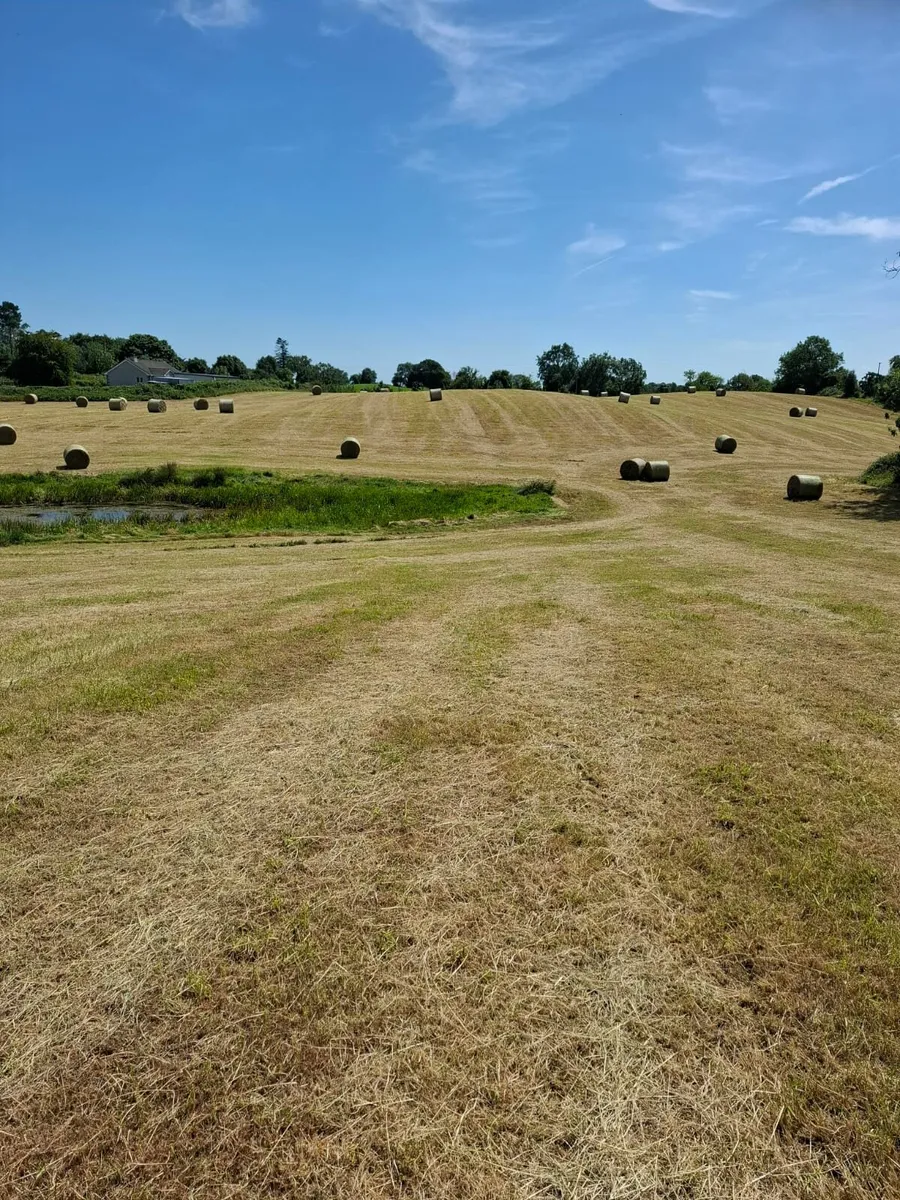 Clean Green Sheep/Calves Hay - Image 2