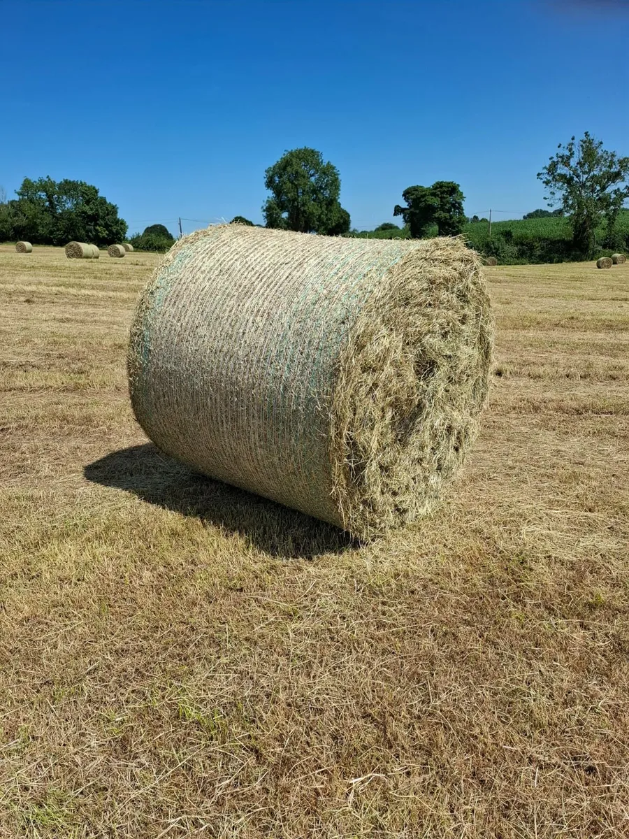 Clean Green Sheep/Calves Hay - Image 3