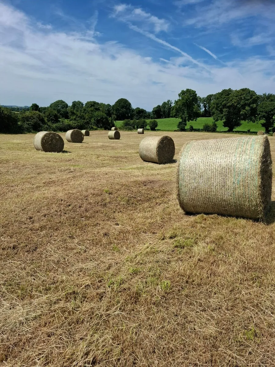 Clean Green Sheep/Calves Hay - Image 4