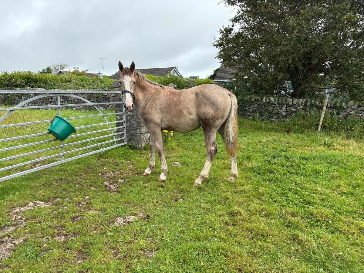 Irish Draught Yearling Colt - Image 1