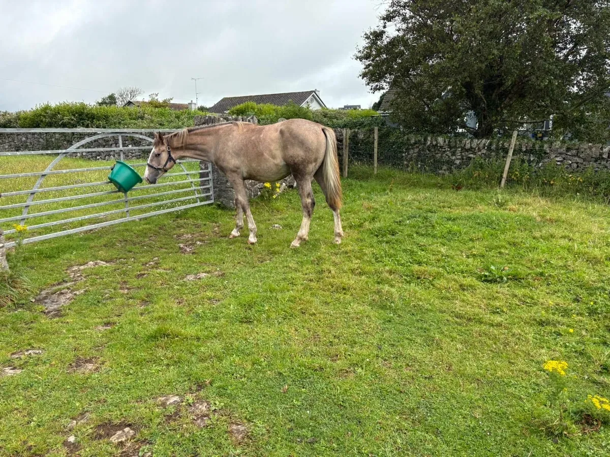 Irish Draught Yearling Colt - Image 2