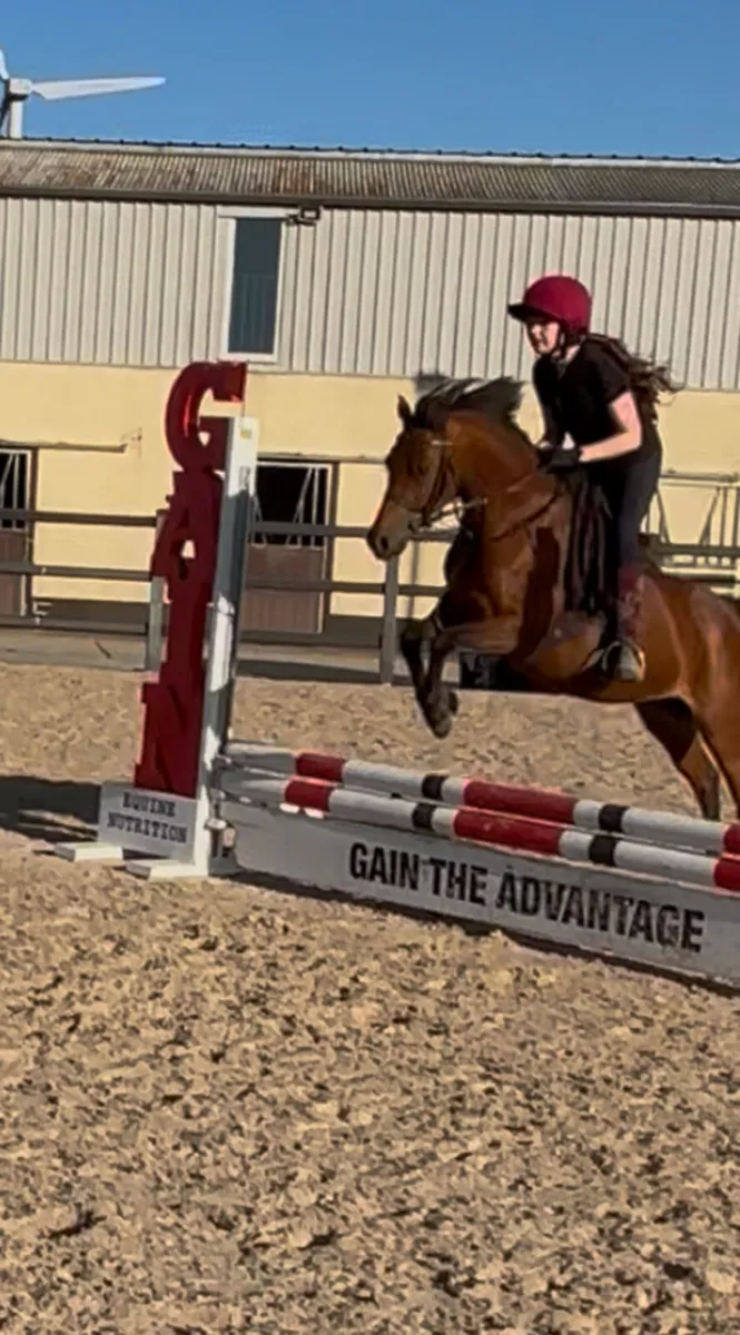 Allrounder 12.2h 10 yo Welsh Section B - Image 2