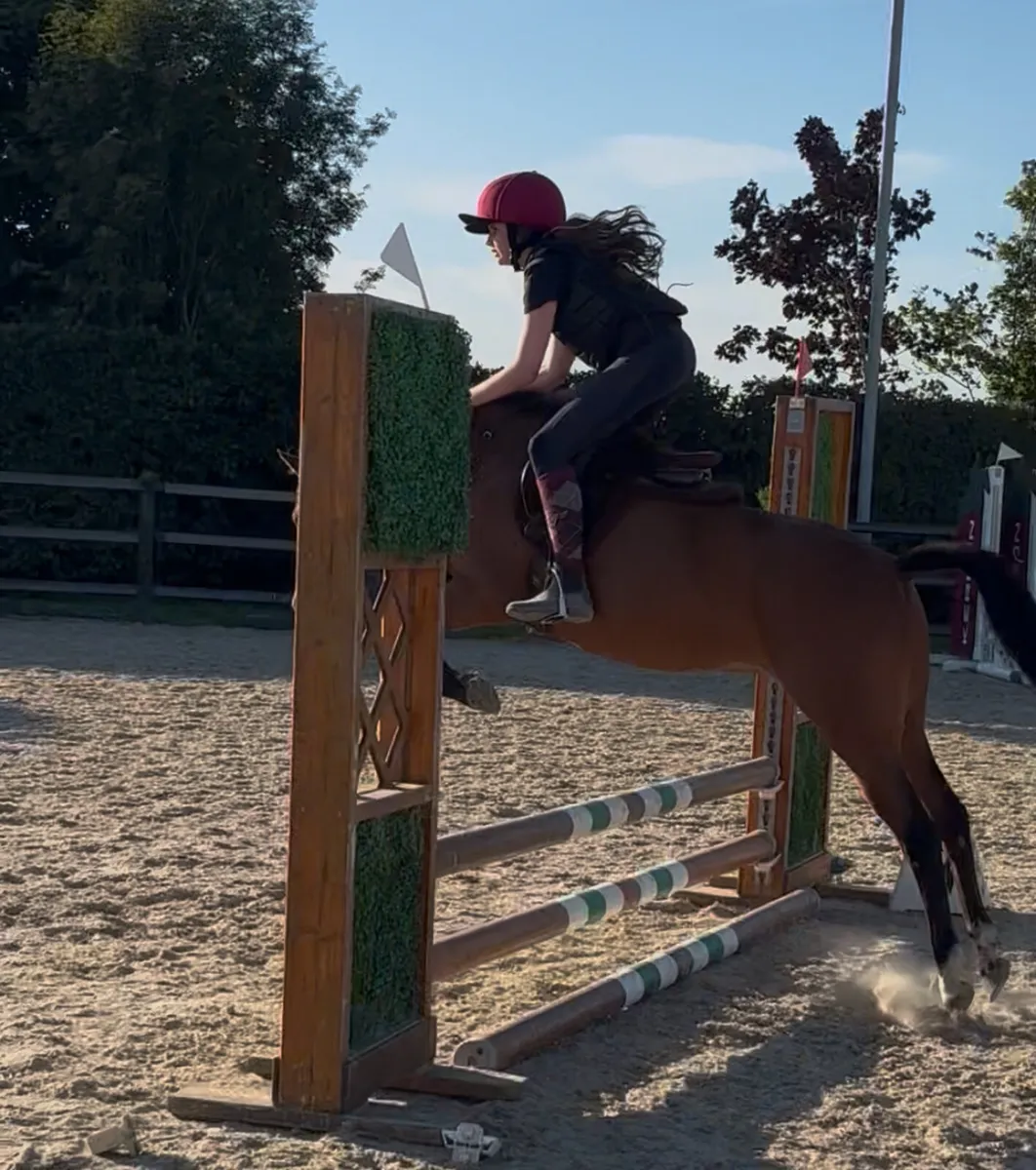 Allrounder 12.2h 10 yo Welsh Section B - Image 1