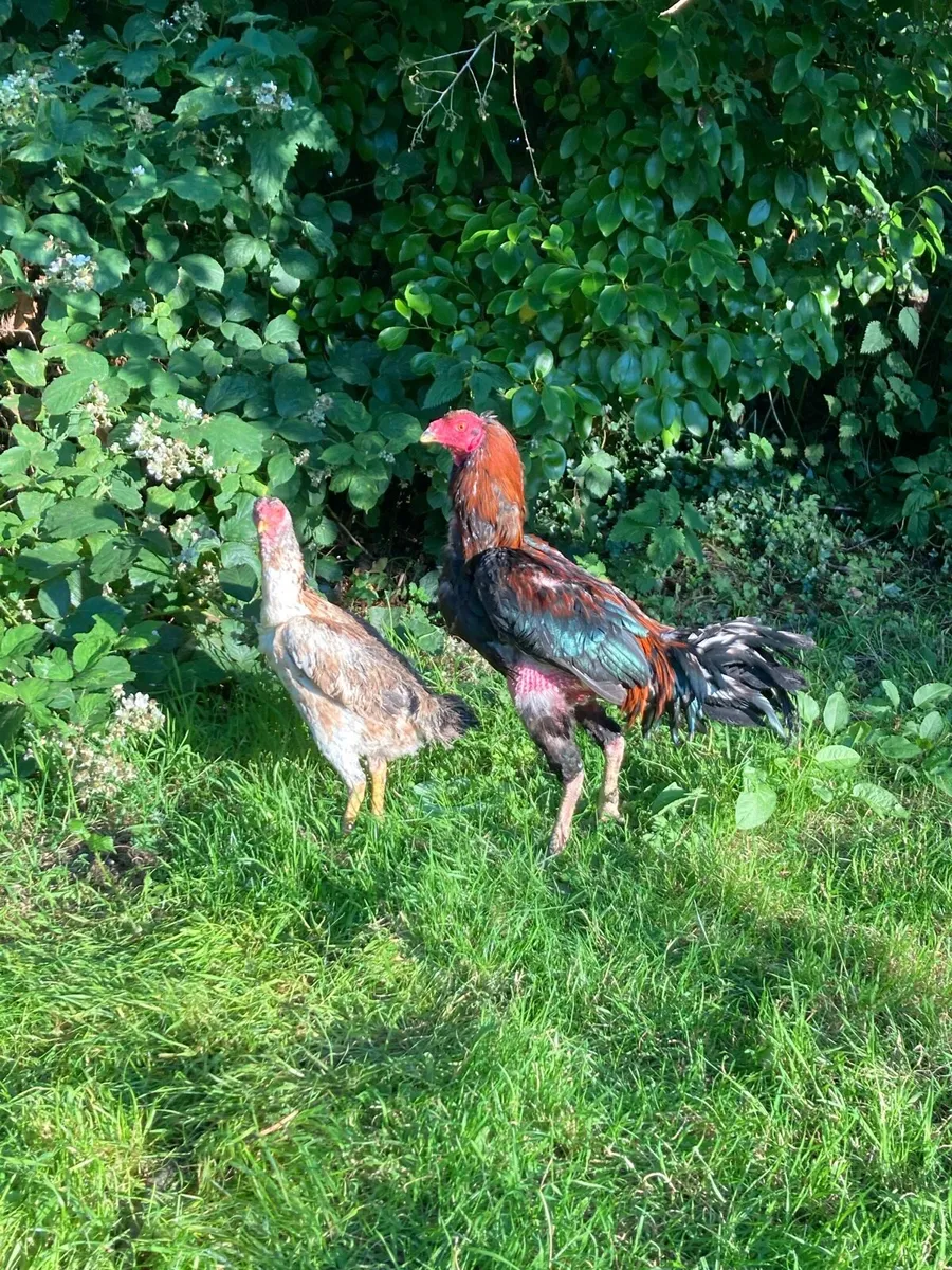 Pair of Shamo,s - Image 1