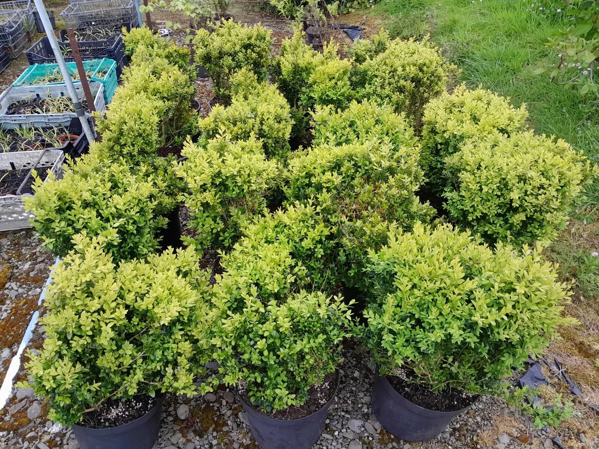 Box Hedging
