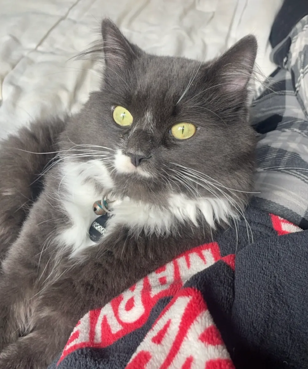 Ragcoon male cat - Image 1