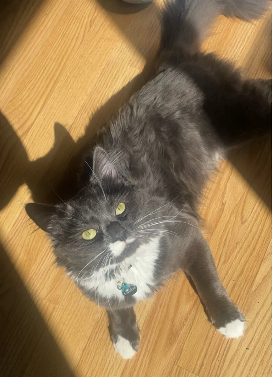 Ragcoon male cat - Image 2