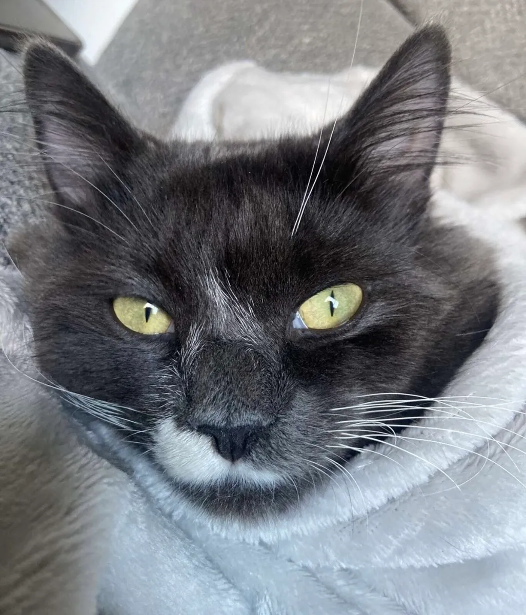 Ragcoon male cat - Image 3