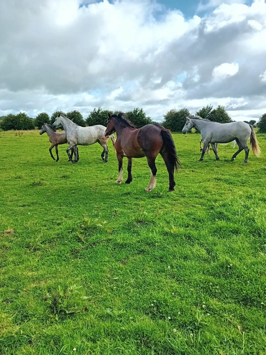 Ponies - Image 1