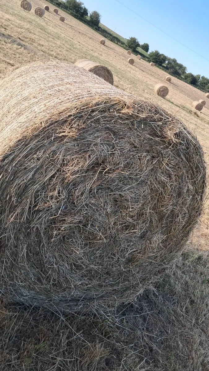Hay - Image 1