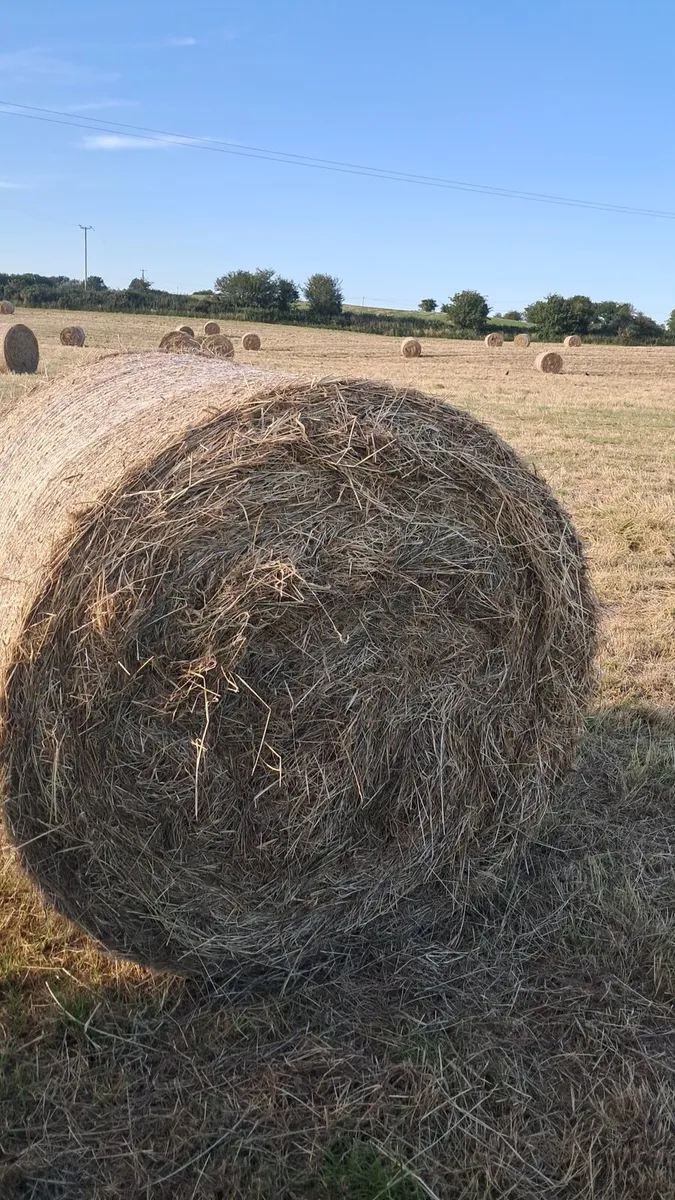 Hay - Image 2