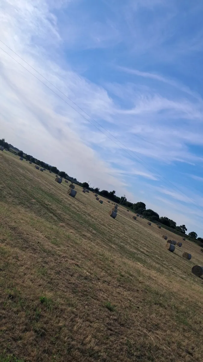 Hay - Image 3