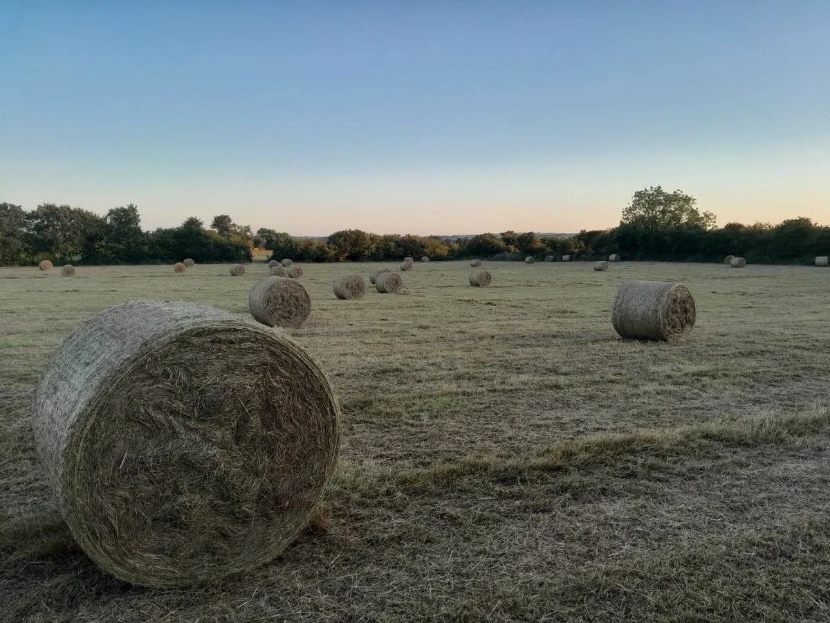 Hay bales 4 x 4 - Image 1