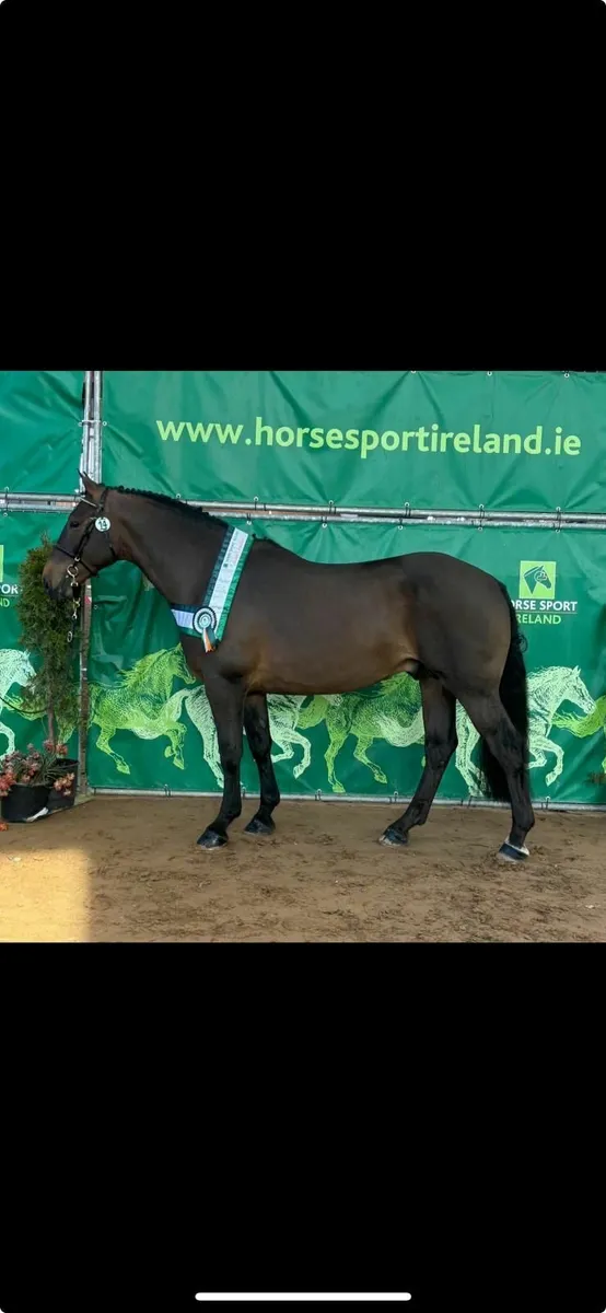 Irish Draught Mare - Image 2