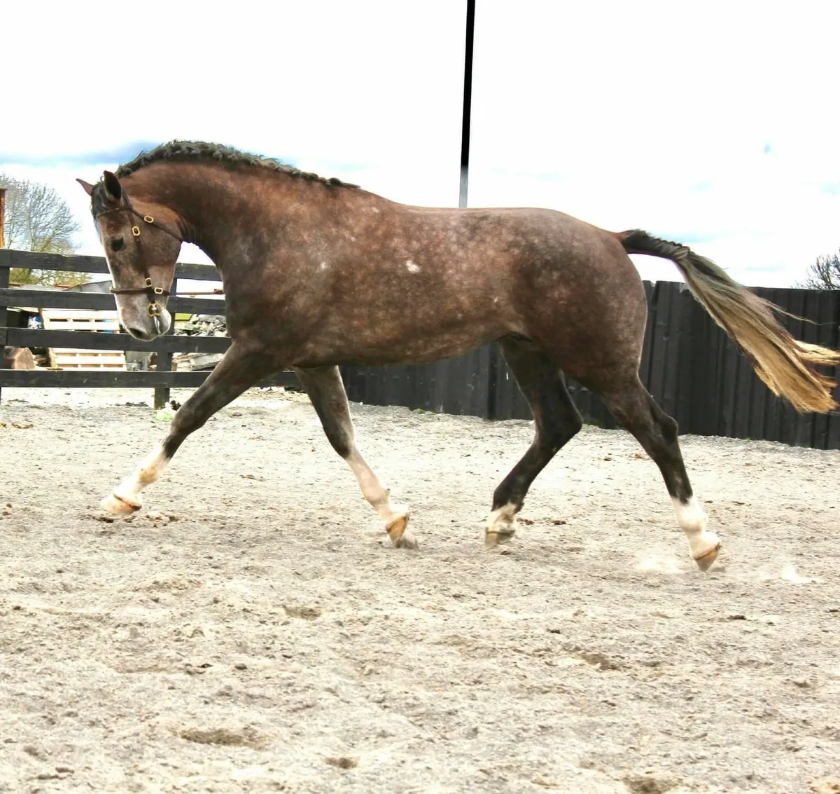 Irish Draught Mare - Image 3