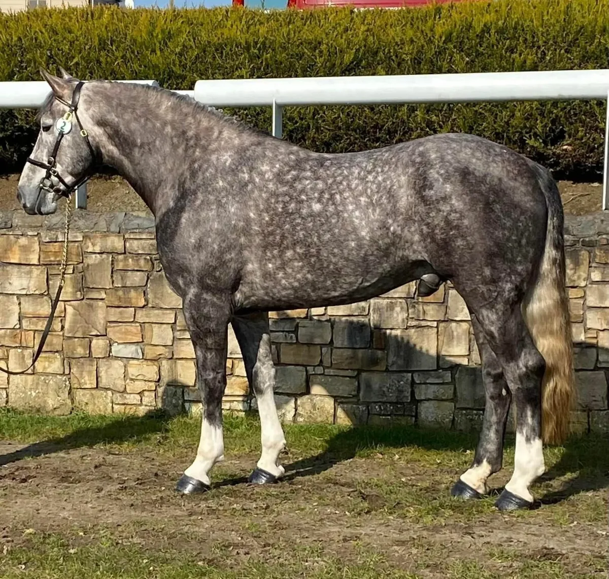 Irish Draught Mare - Image 4