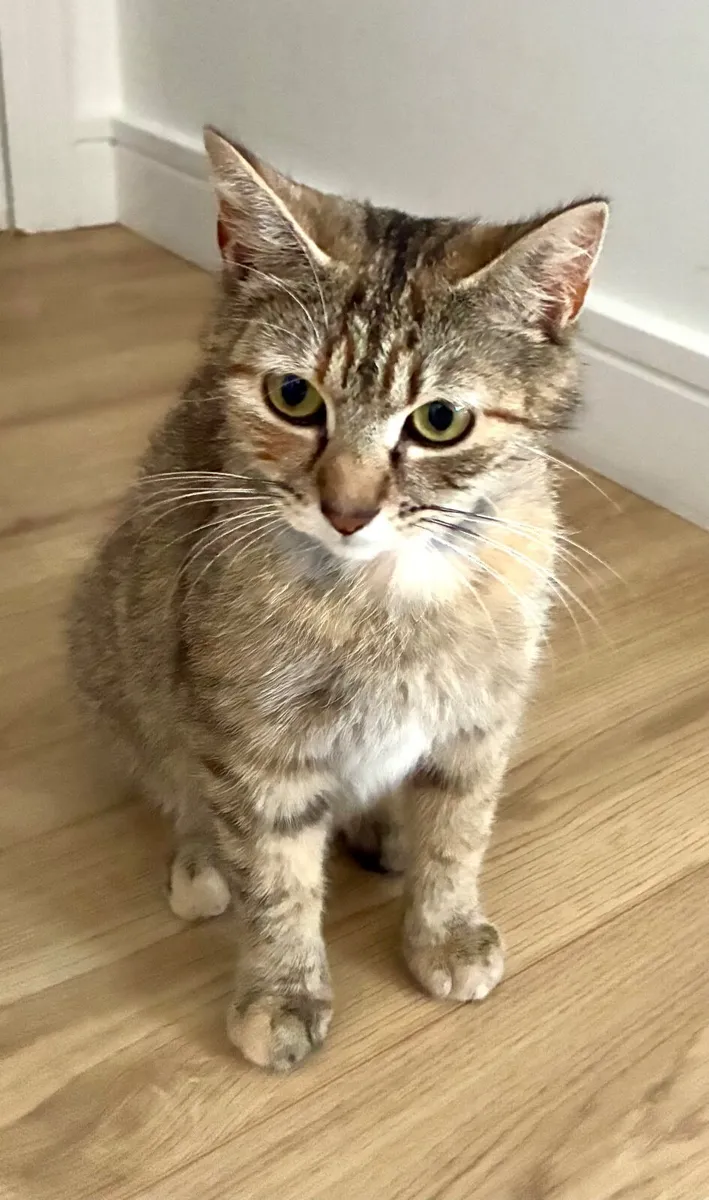 Cat - Image 2