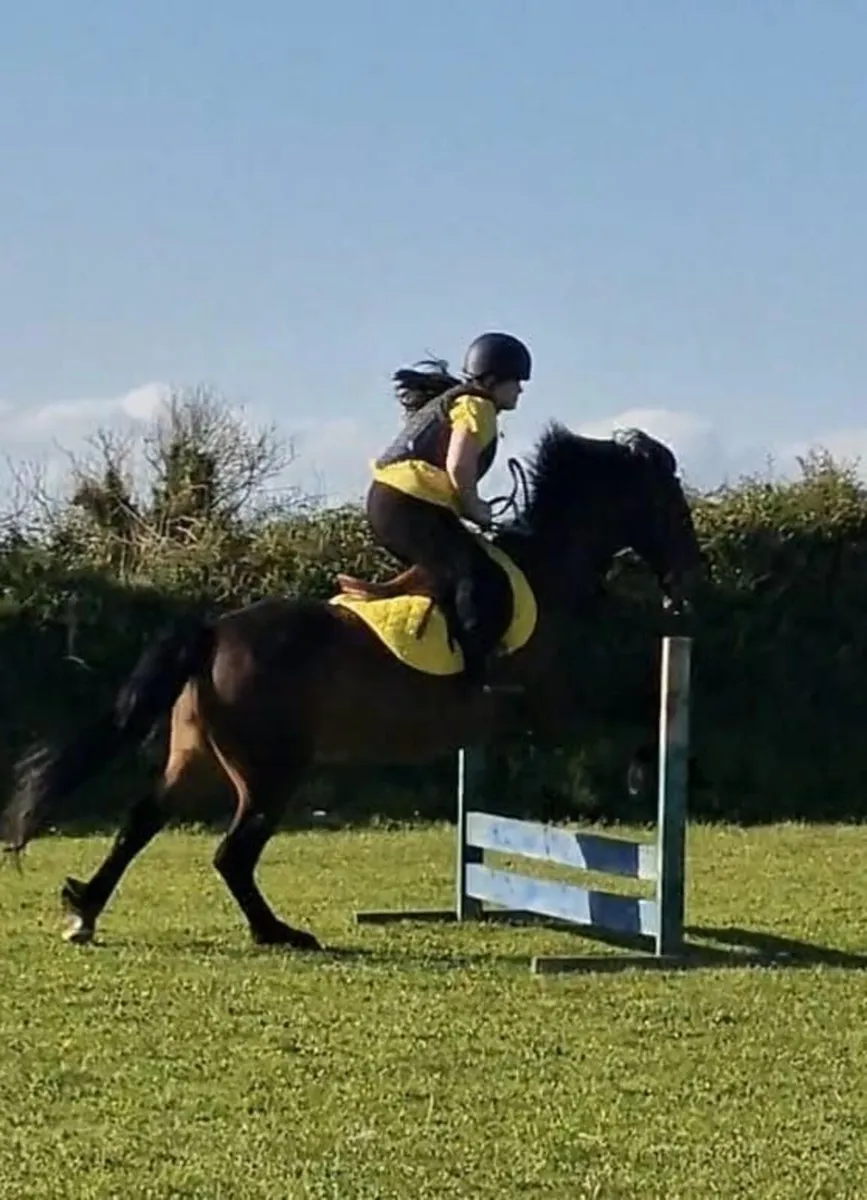 14.2h All Rounder Pony - Image 1