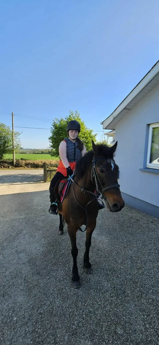 14.2h All Rounder Pony - Image 2