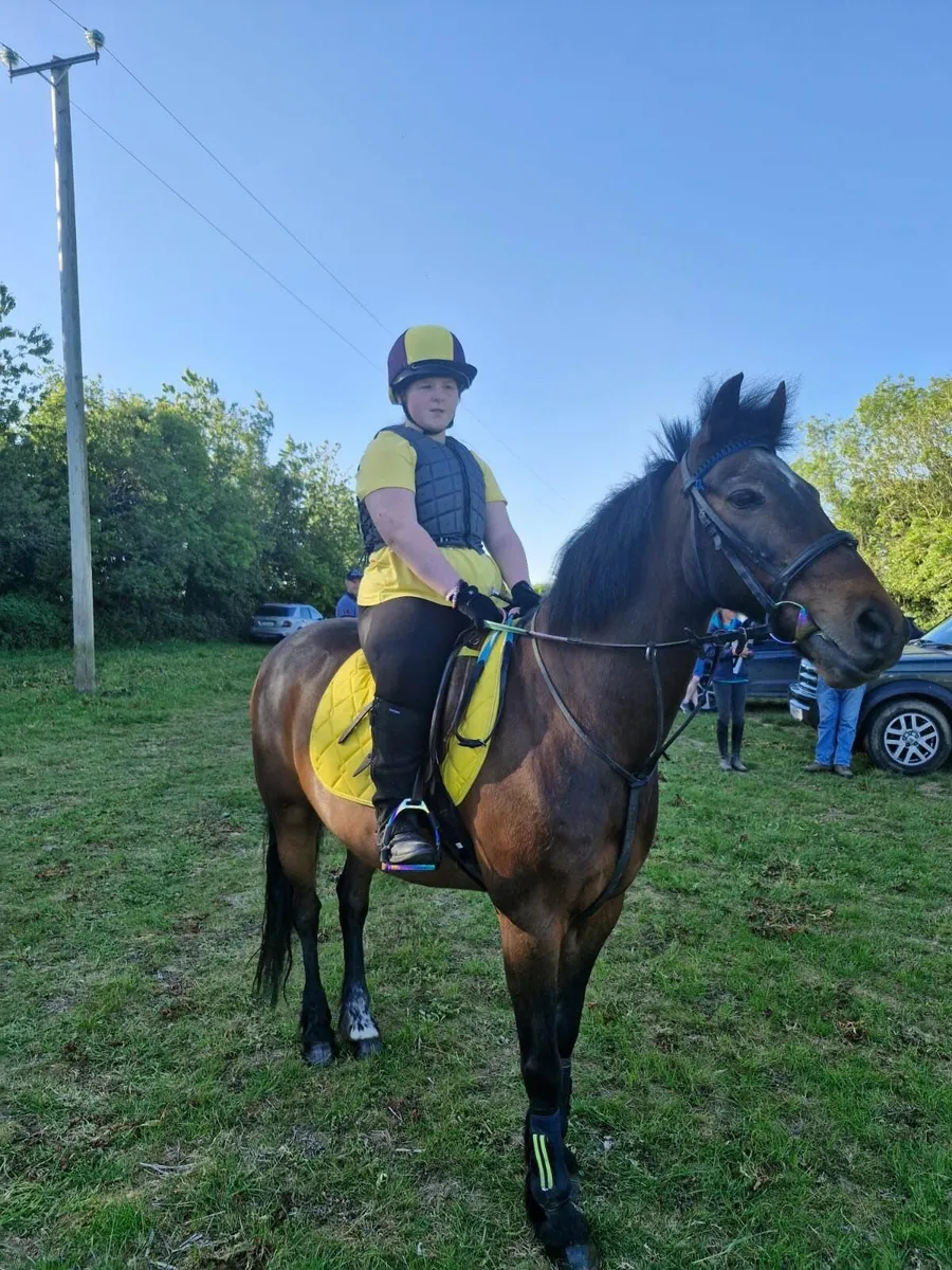 14.2h All Rounder Pony - Image 3