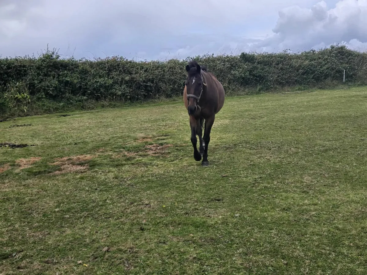 14.2h All Rounder Pony - Image 4