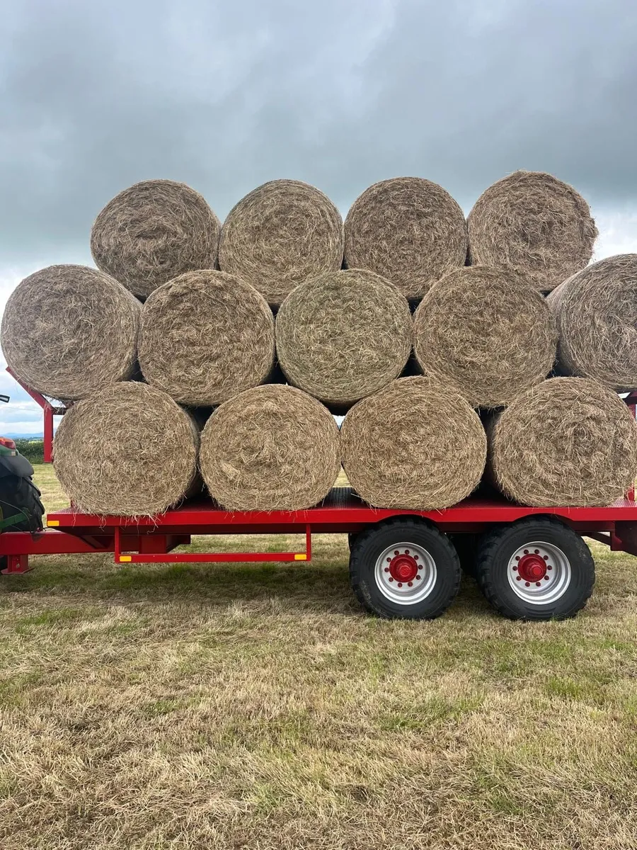 Sheep Hay for sale - Image 1