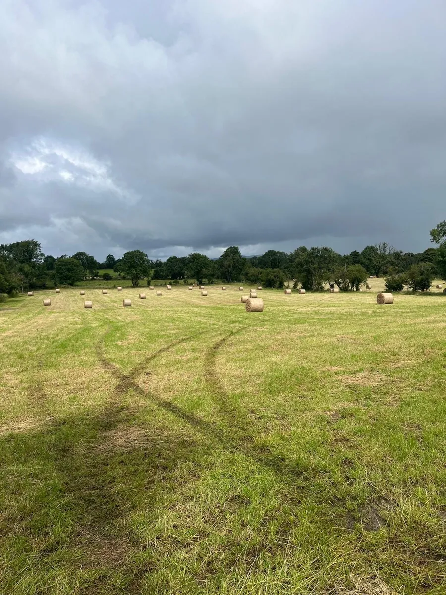 Sheep Hay for sale - Image 2