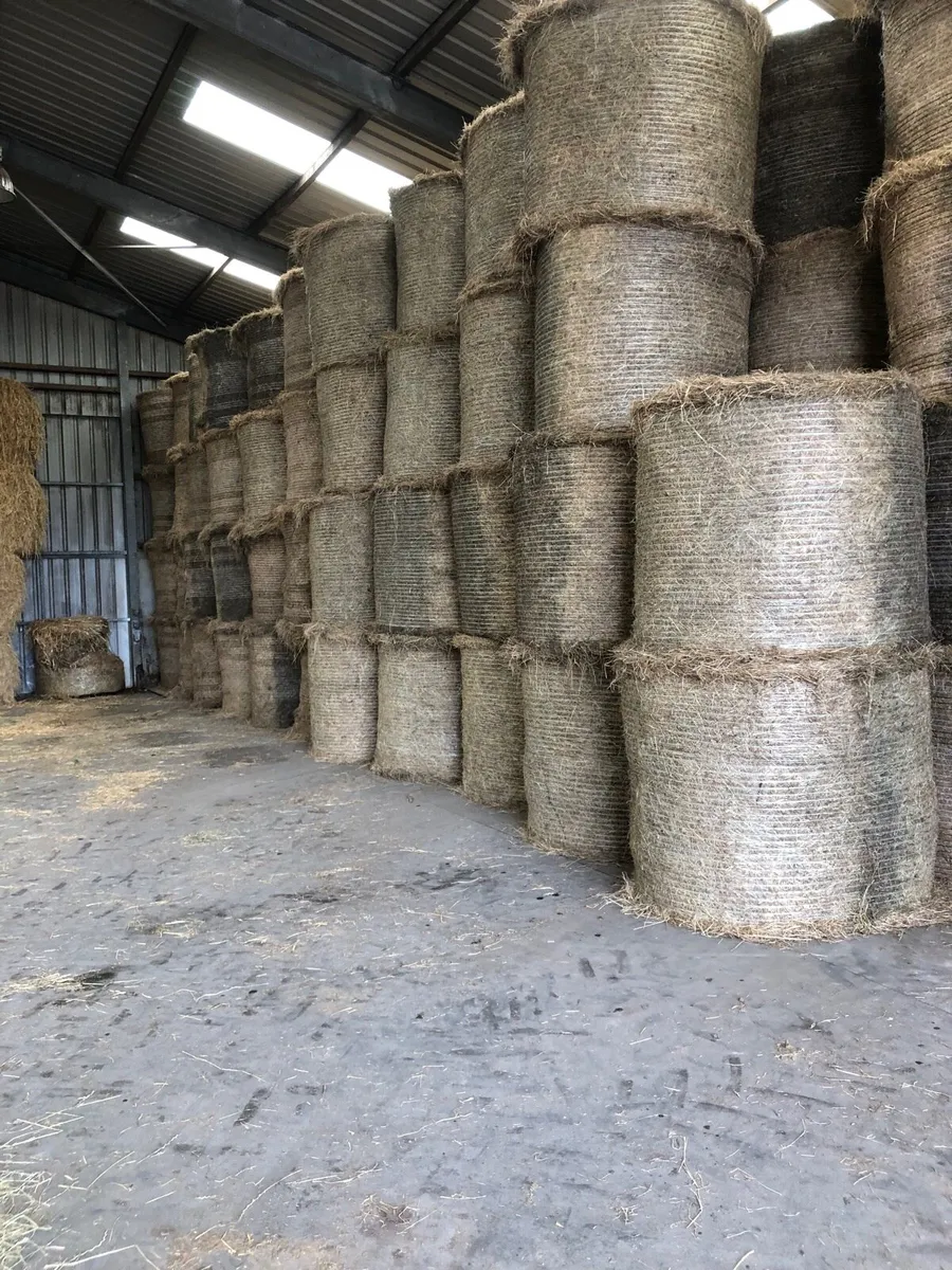 Sheep Hay for sale - Image 4