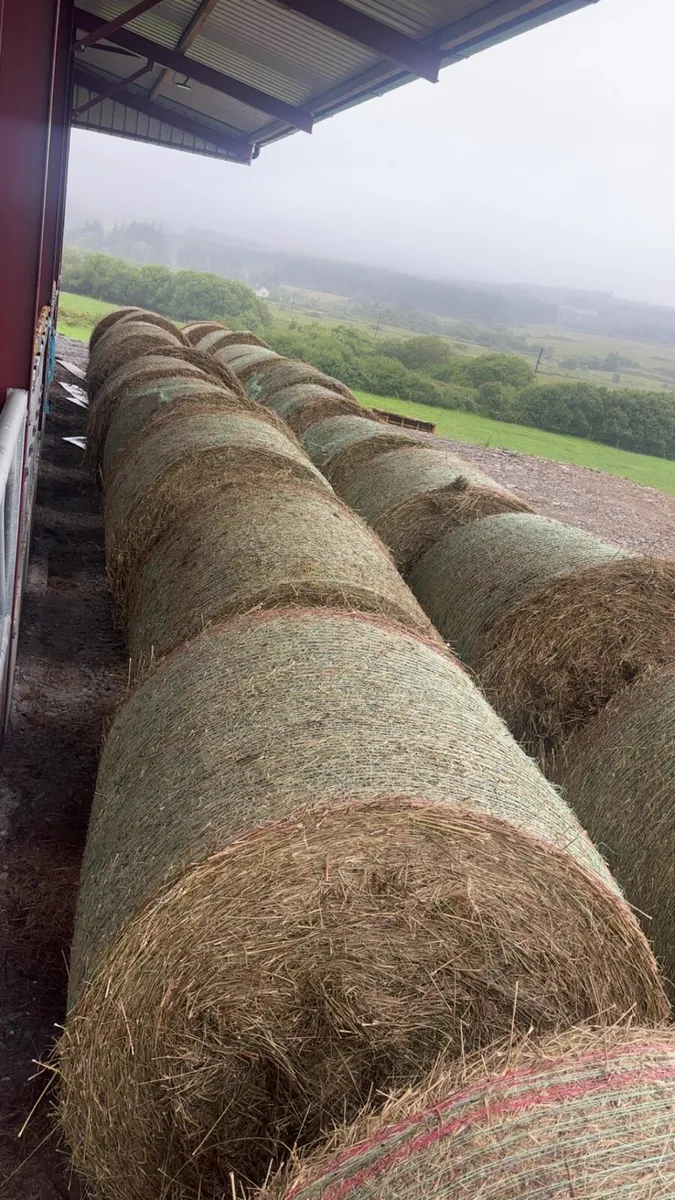 Rushy hay for bedding - Image 1